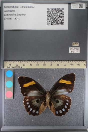 Media type: image;   Entomology 194863